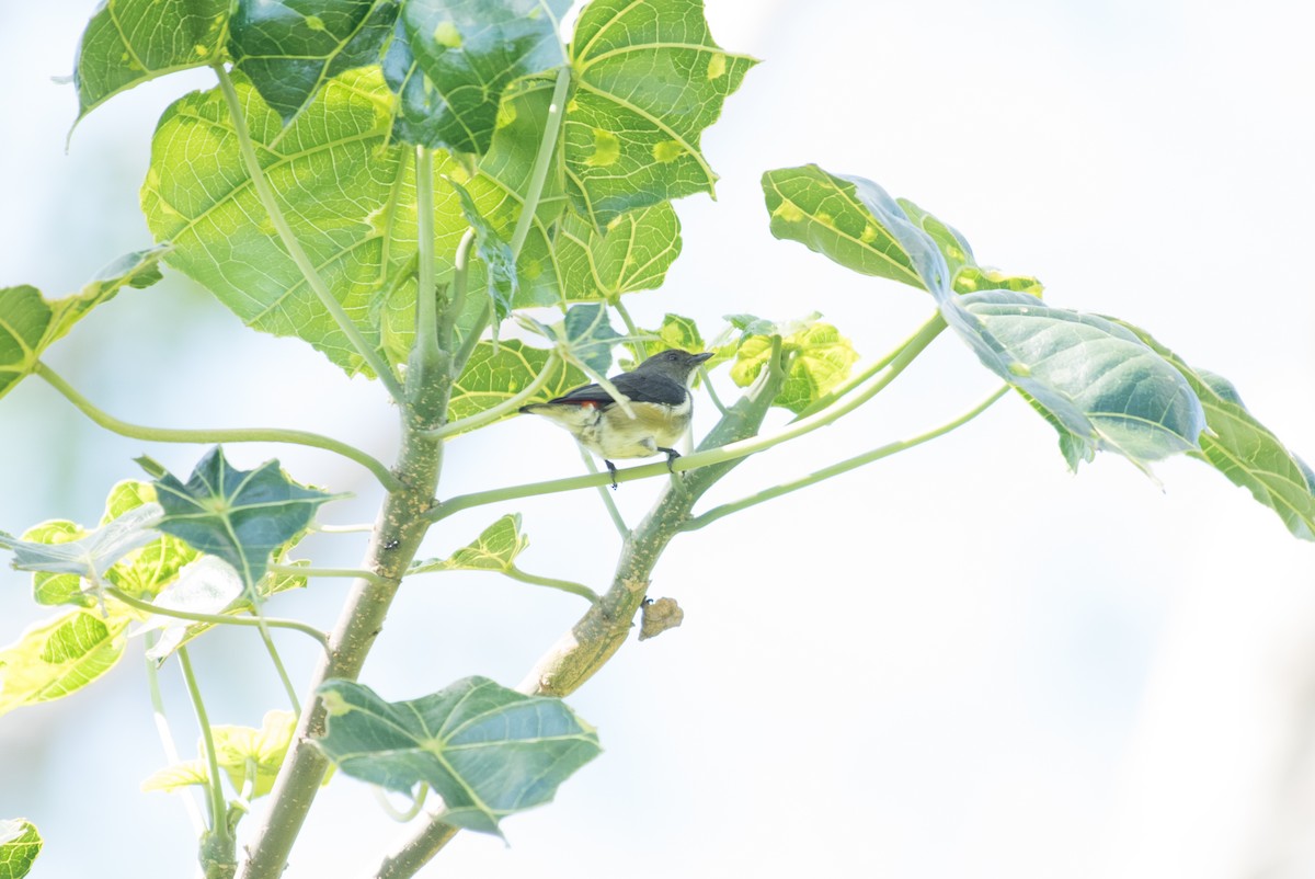 Red-banded Flowerpecker - ML175869971