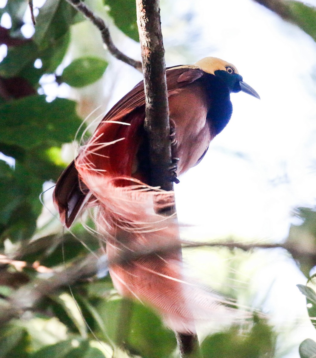 Raggiana Bird-of-Paradise - ML175870851