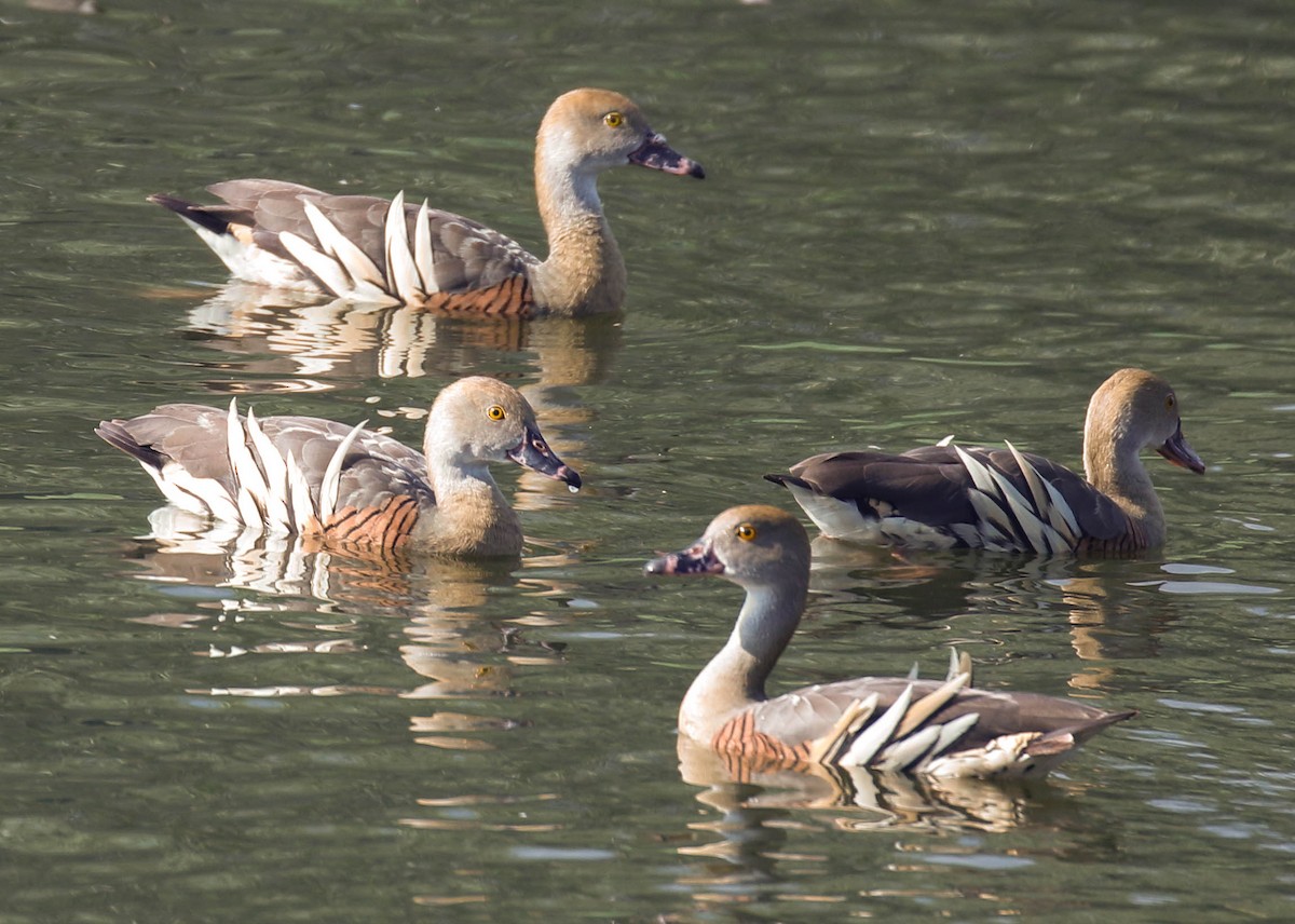 Plumed Whistling-Duck - Tom Driscoll