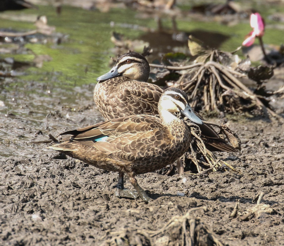 Pacific Black Duck - ML175871081