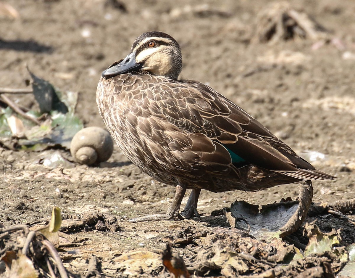 Pacific Black Duck - ML175871091