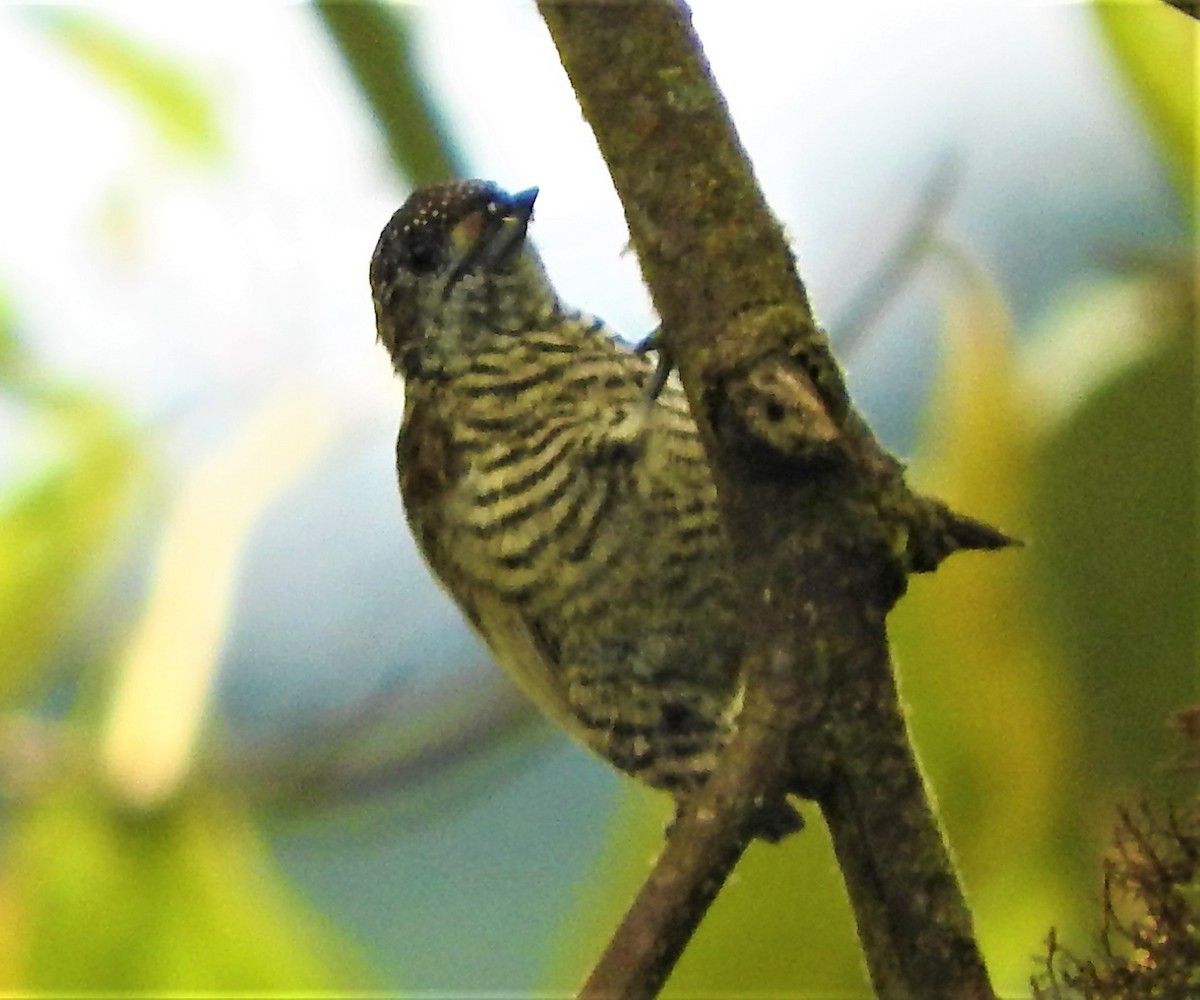 Lafresnaye's Piculet - ML175871701