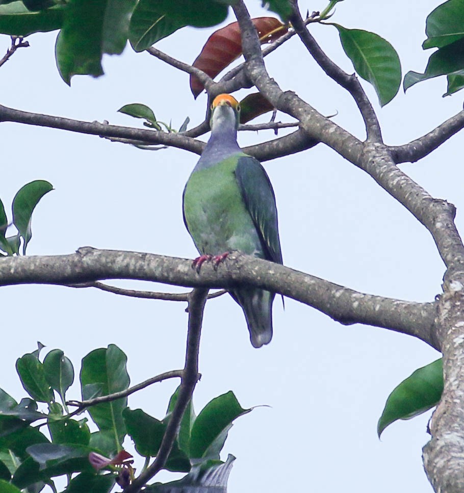 Orange-fronted Fruit-Dove - ML175871711