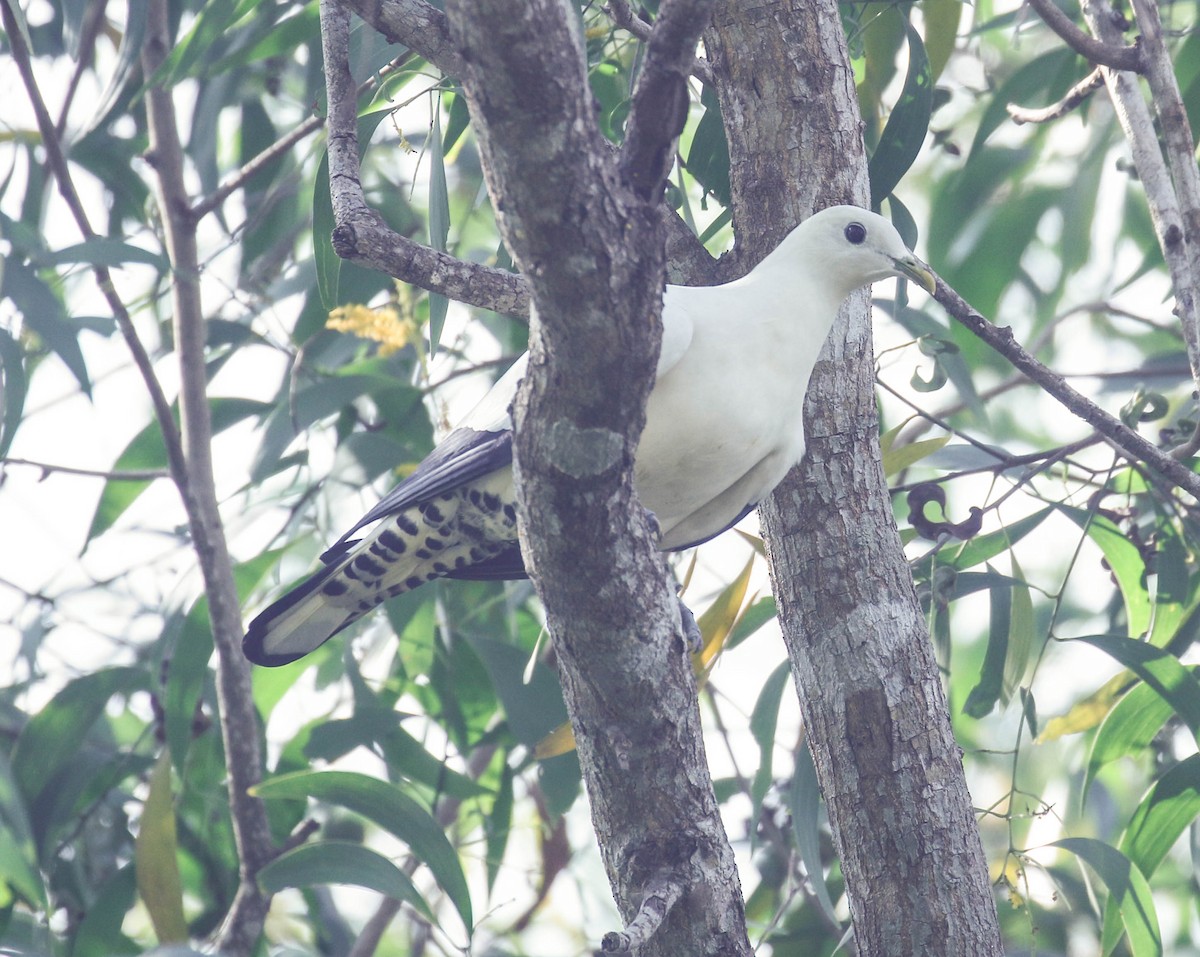 Torresian Imperial-Pigeon - ML175871831