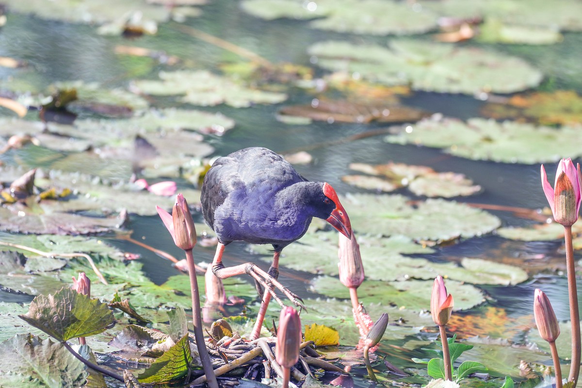 Australasian Swamphen - Tom Driscoll