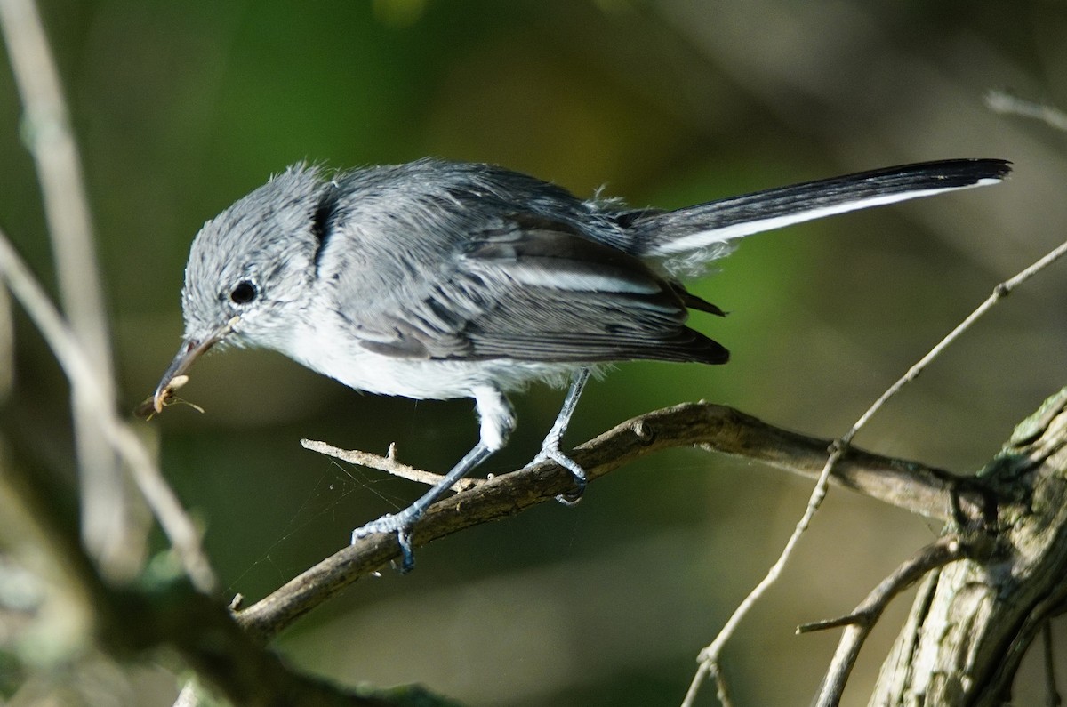 Blue-gray Gnatcatcher - ML175871931