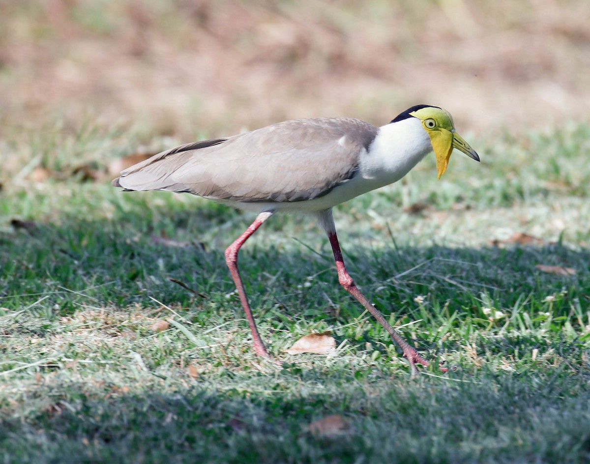 Masked Lapwing - ML175872001