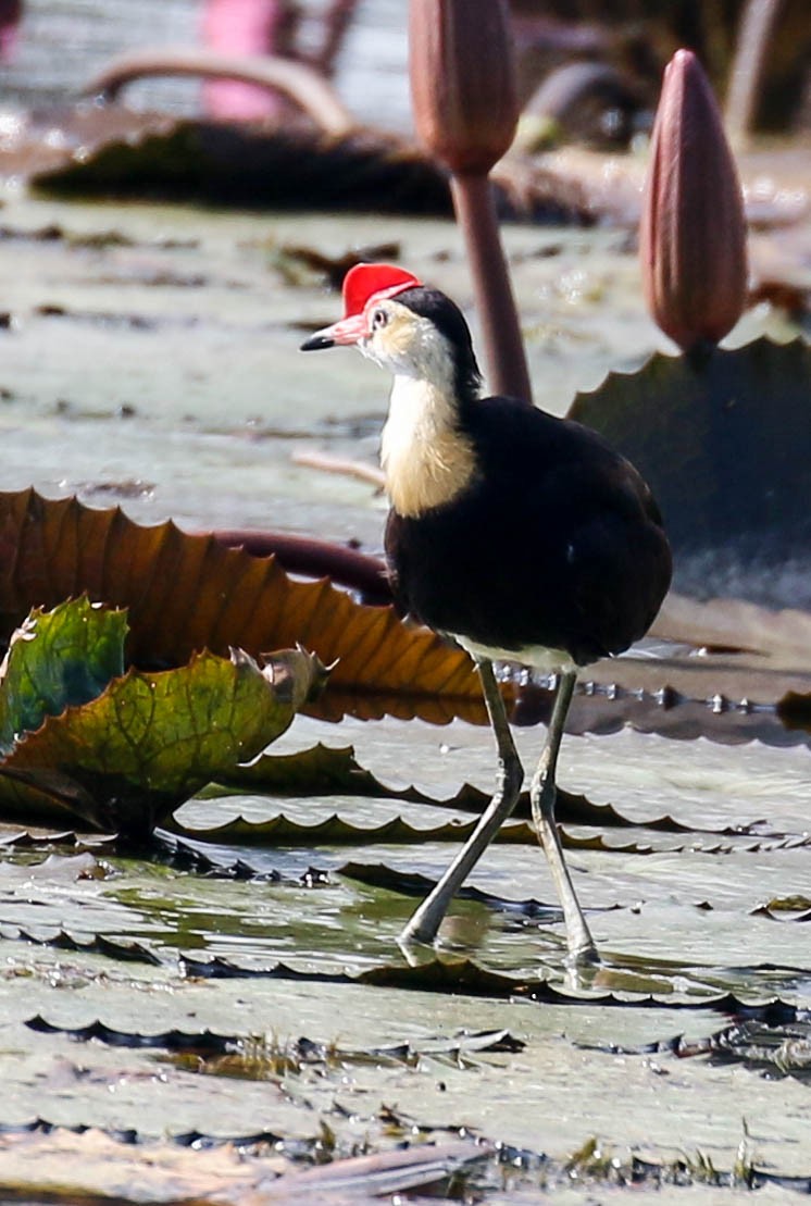 Comb-crested Jacana - Tom Driscoll