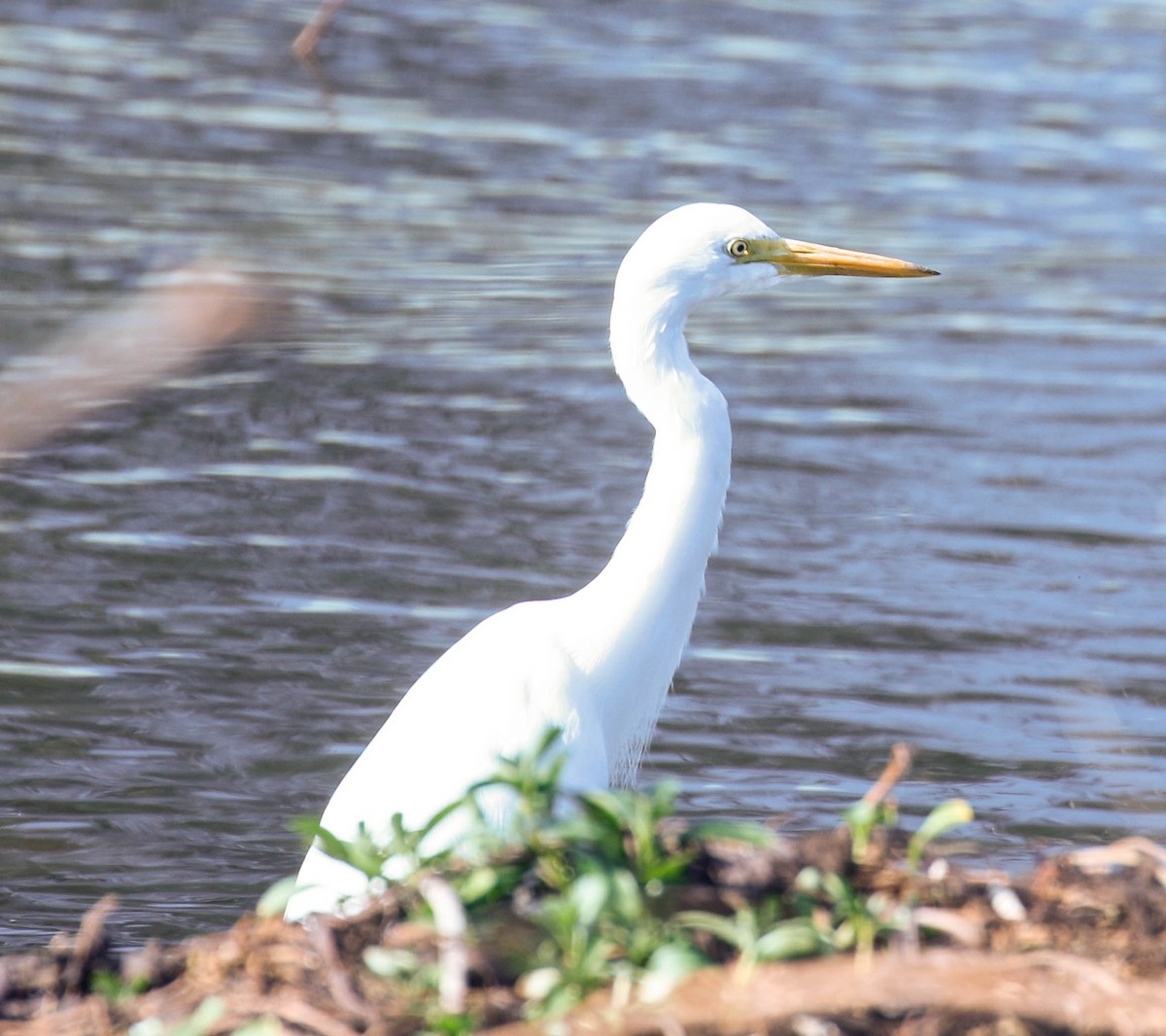 Plumed Egret - ML175872361