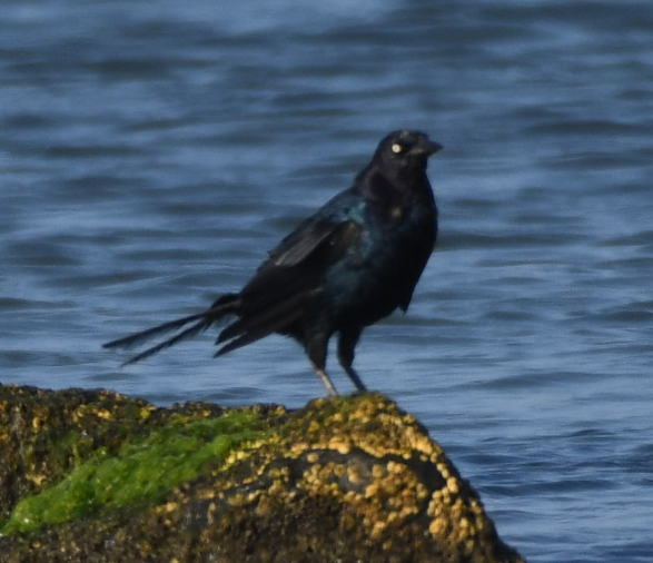 Boat-tailed Grackle - ML175872491