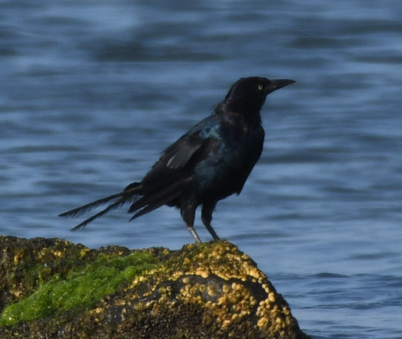 Boat-tailed Grackle - ML175872501