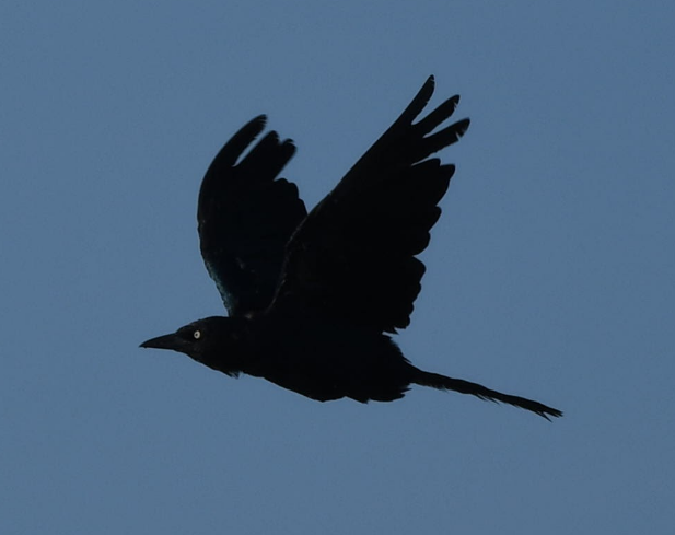 Boat-tailed Grackle - ML175872521