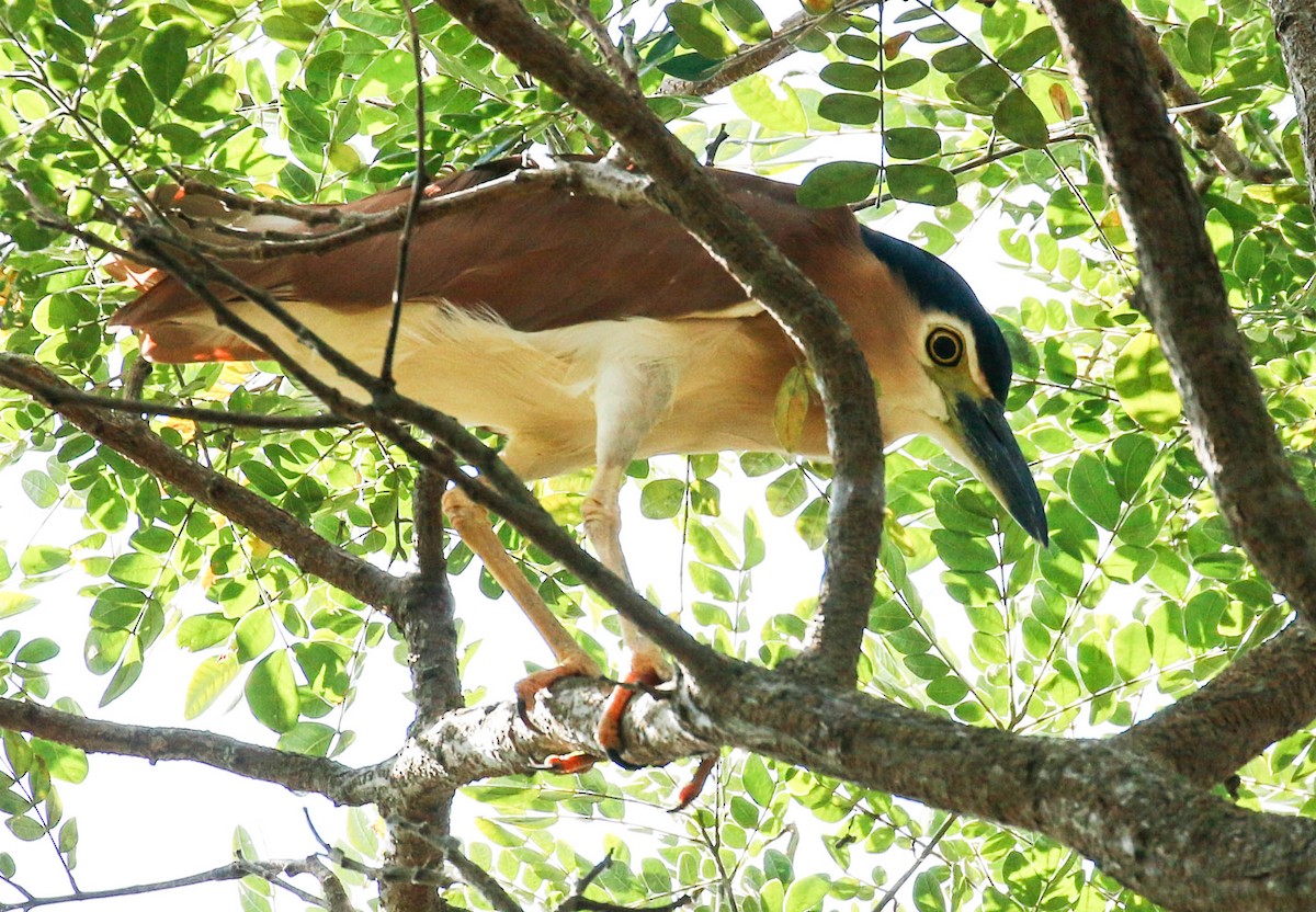 Nankeen Night Heron - ML175872541