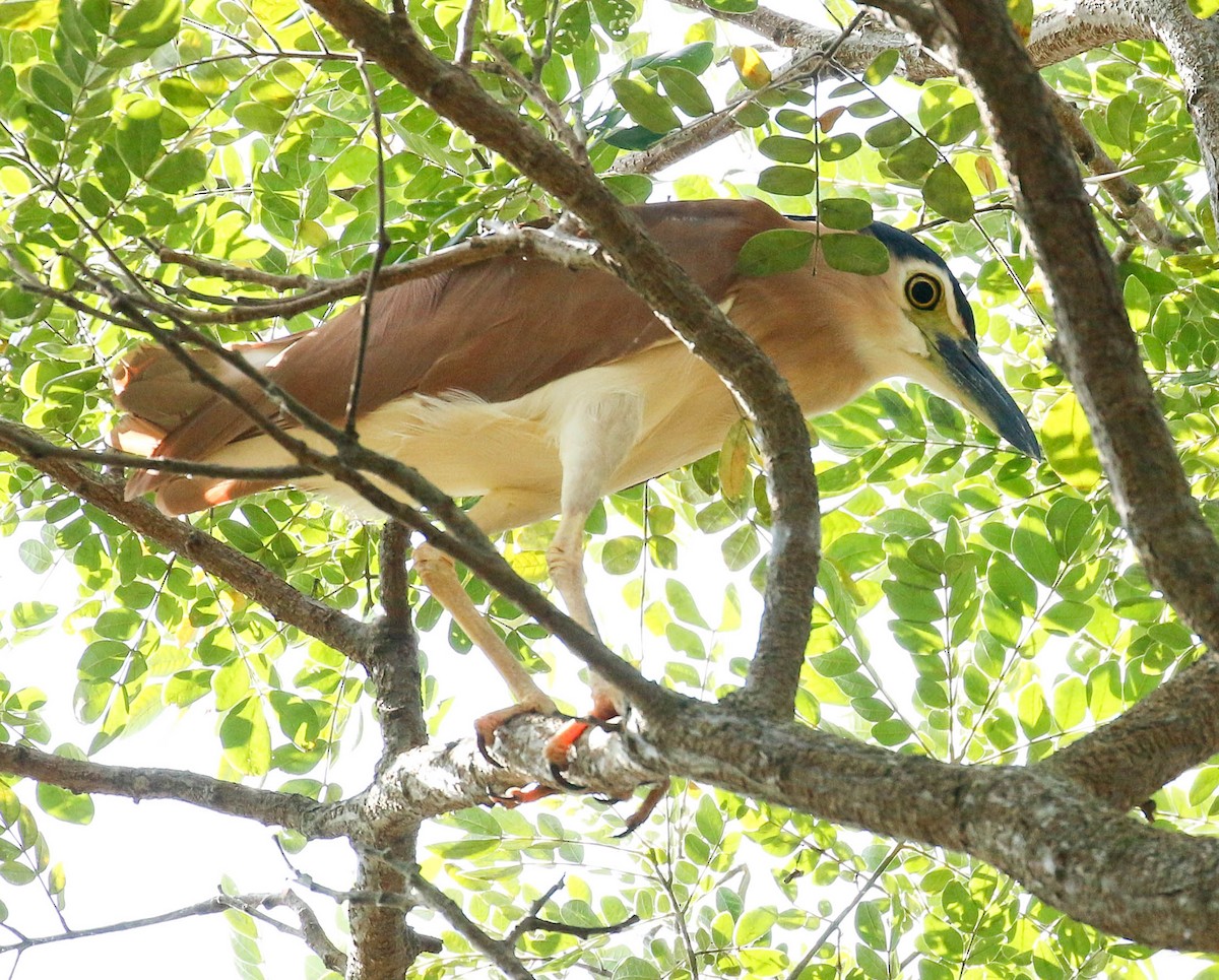 Nankeen Night Heron - ML175872551