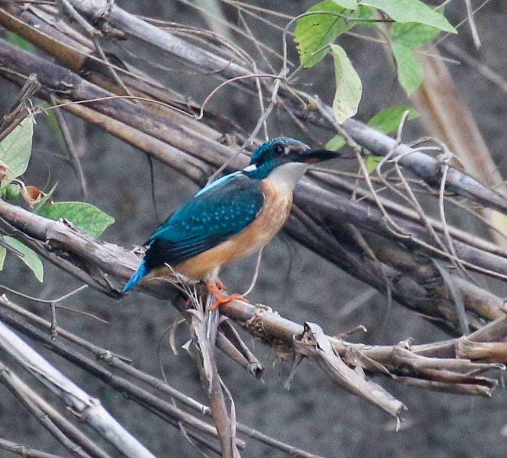 Martin-pêcheur d'Europe - ML175872611