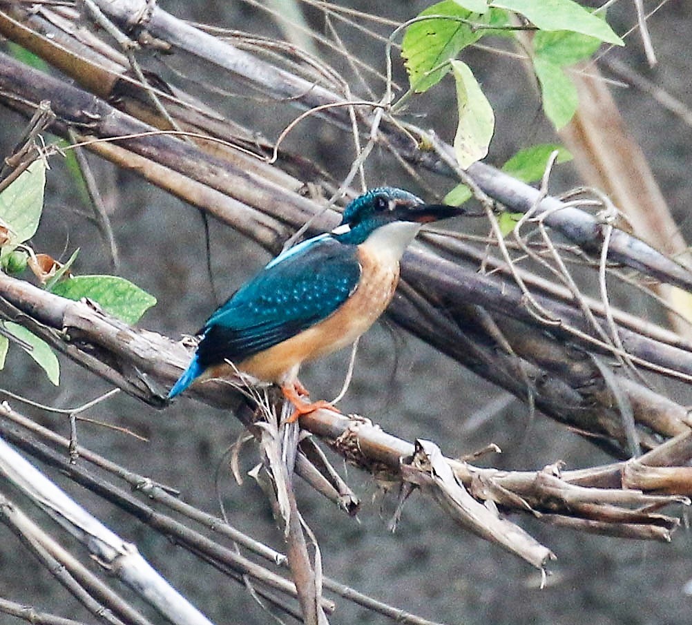 Martin-pêcheur d'Europe - ML175872621