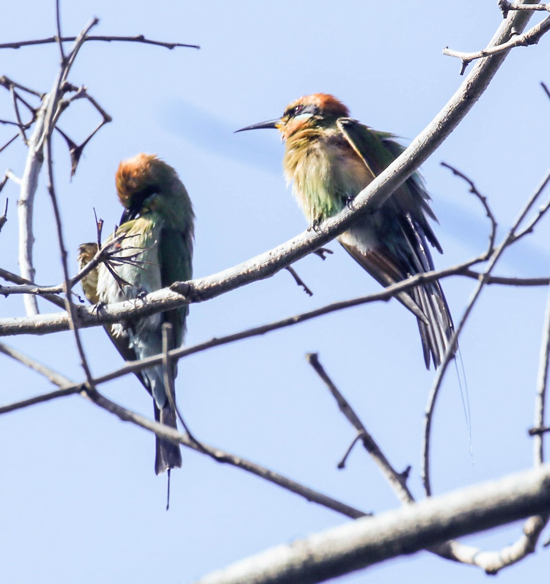 Rainbow Bee-eater - Tom Driscoll