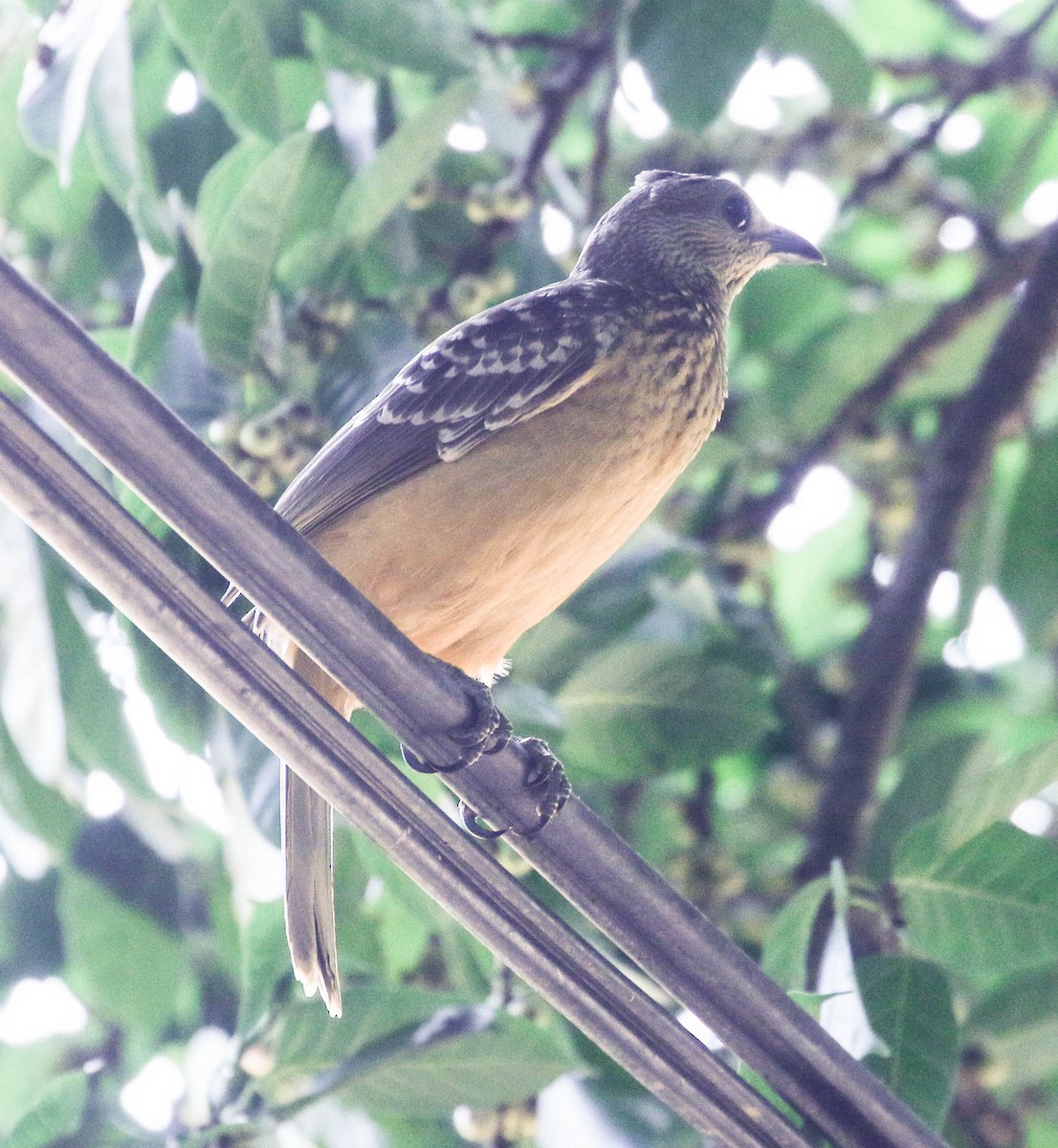 Fawn-breasted Bowerbird - ML175872881