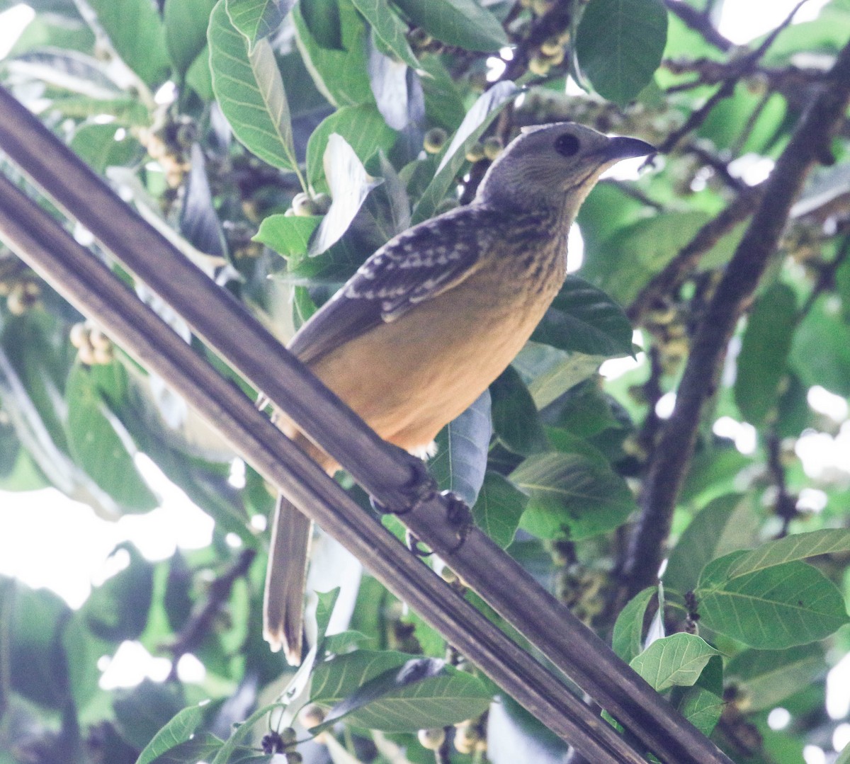 Fawn-breasted Bowerbird - ML175872901