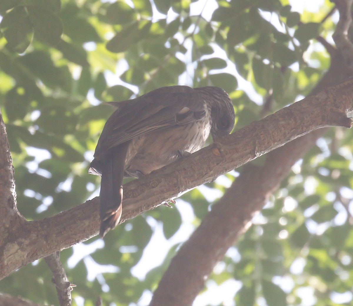 Brown Oriole - ML175872971