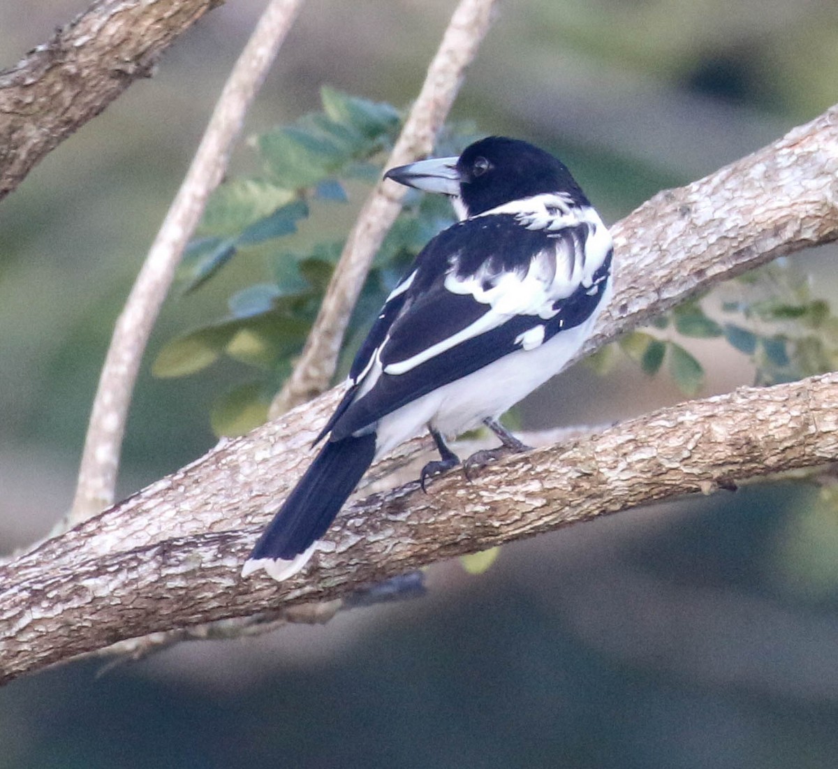 Black-backed Butcherbird - Tom Driscoll