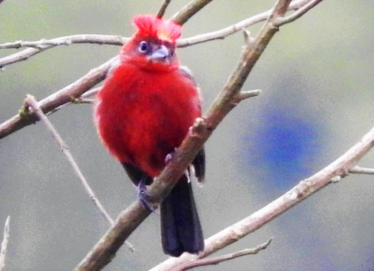 Red-crested Finch - ML175873321