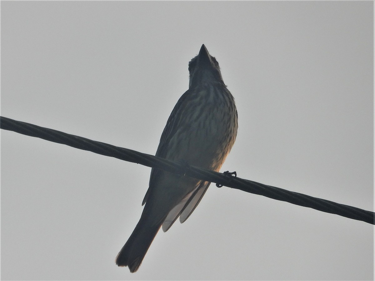 Sulphur-bellied Flycatcher - ML175874261