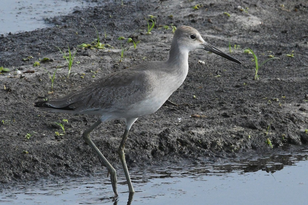 Willet - ML175874271