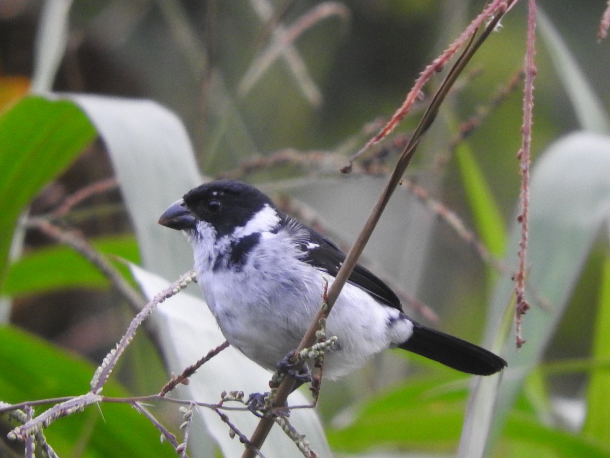 Wing-barred Seedeater (Caqueta) - ML175874791