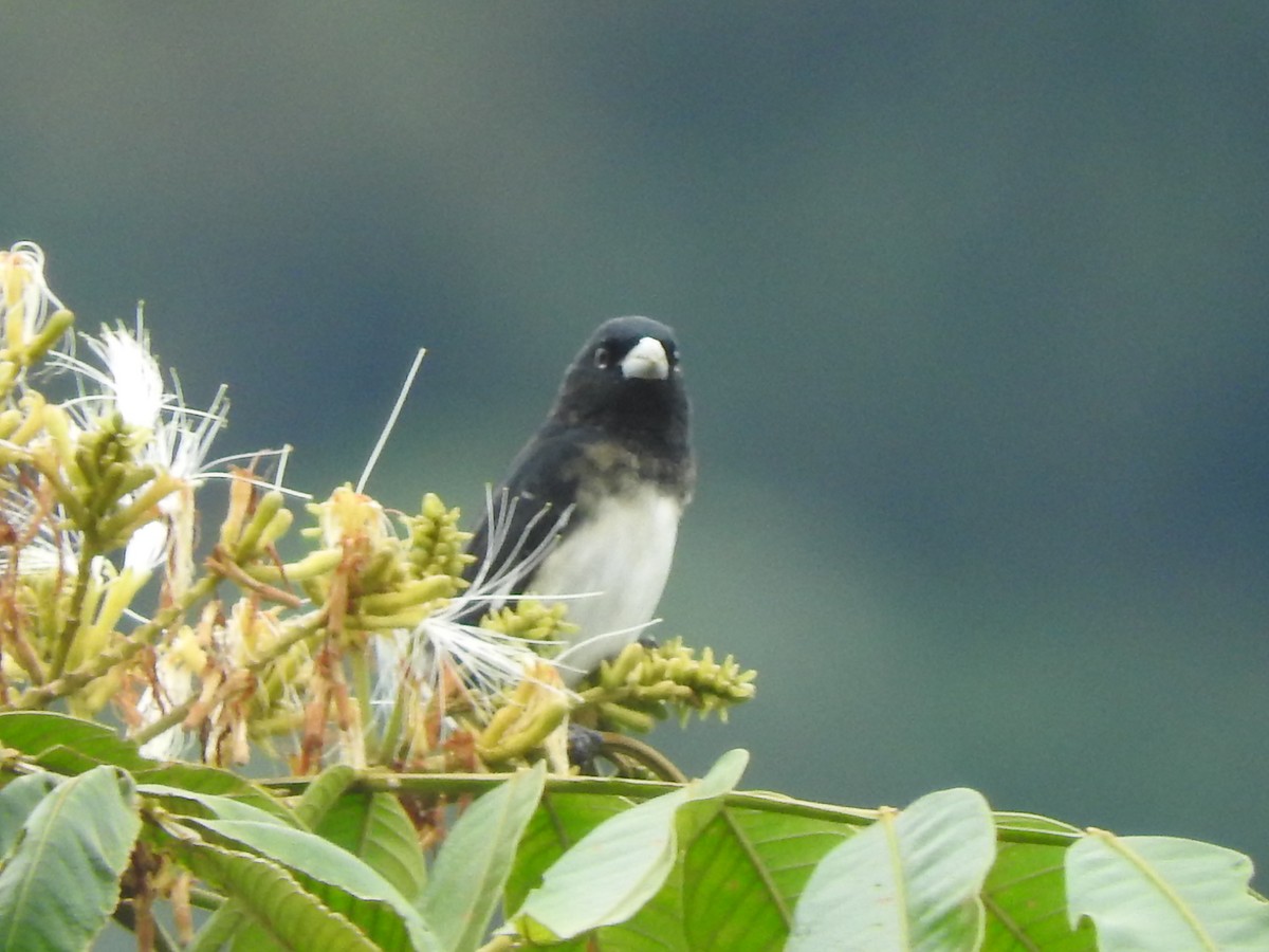 Black-and-white Seedeater - ML175874901