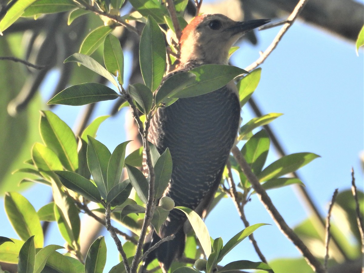 Yucatan Woodpecker - Gil Aburto-Avila