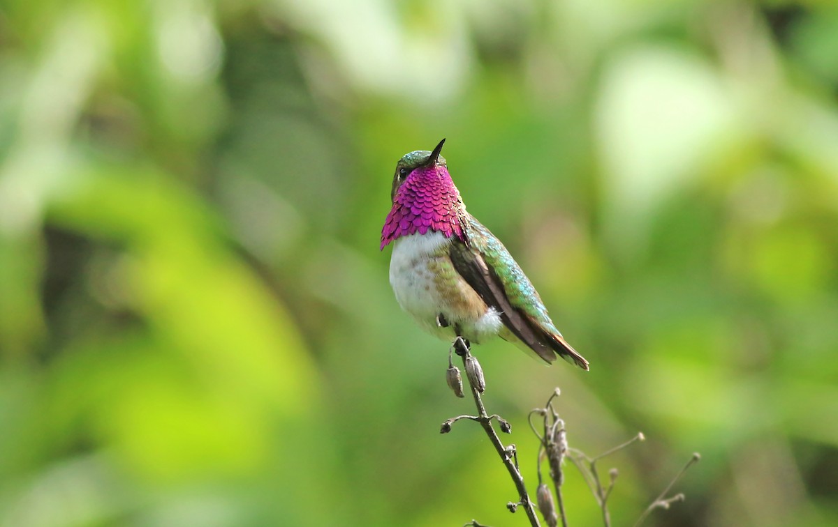 Bumblebee Hummingbird - Jeremiah Trimble
