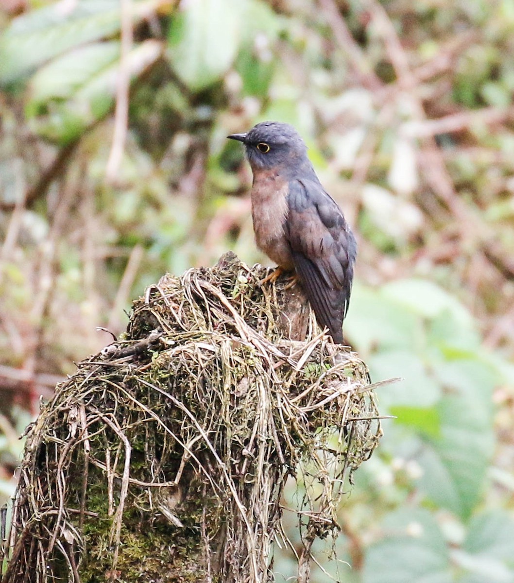 Fan-tailed Cuckoo - ML175875971