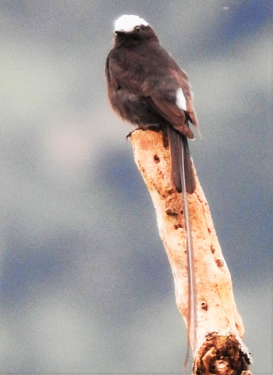 Long-tailed Tyrant - ML175876321