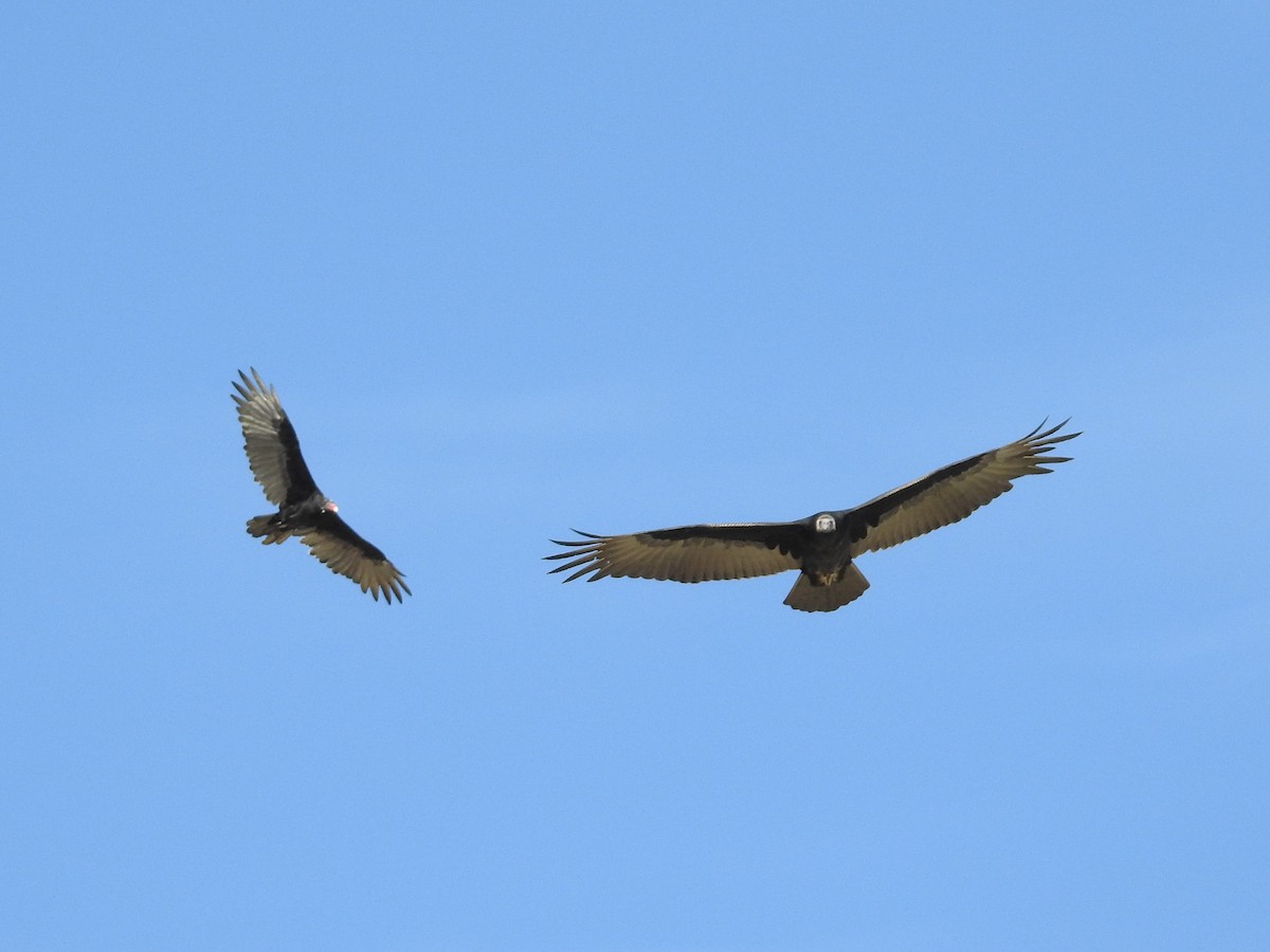 Turkey Vulture - ML175877451