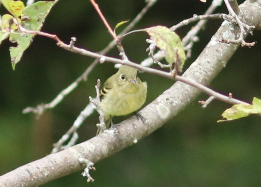 Yellow-bellied Flycatcher - ML175878441