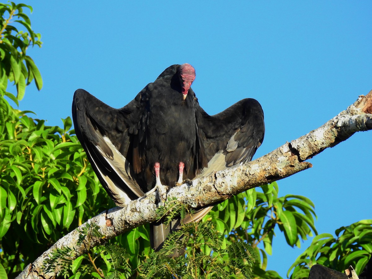 Turkey Vulture - Lee Jones