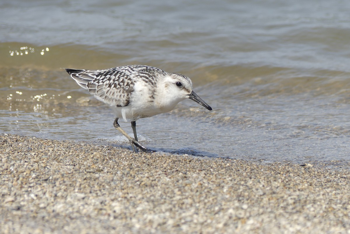 Bécasseau sanderling - ML175878611