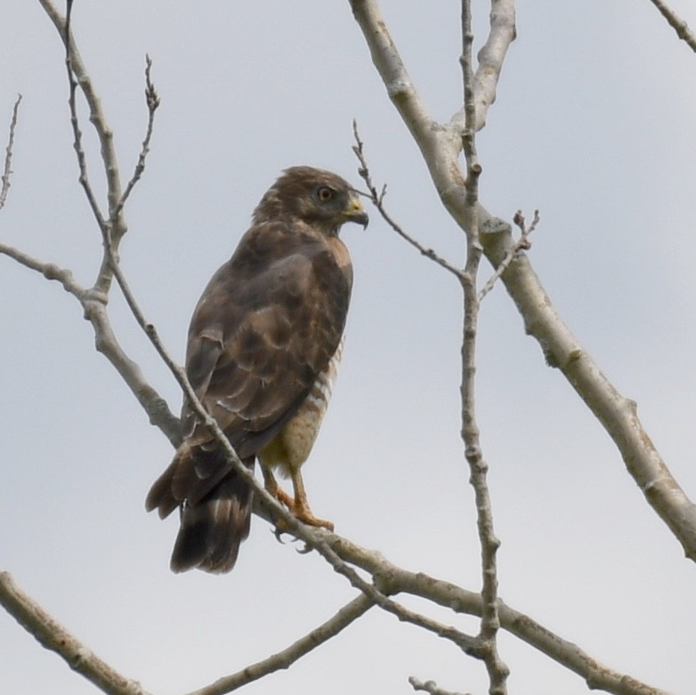 Broad-winged Hawk - Kevin Manley