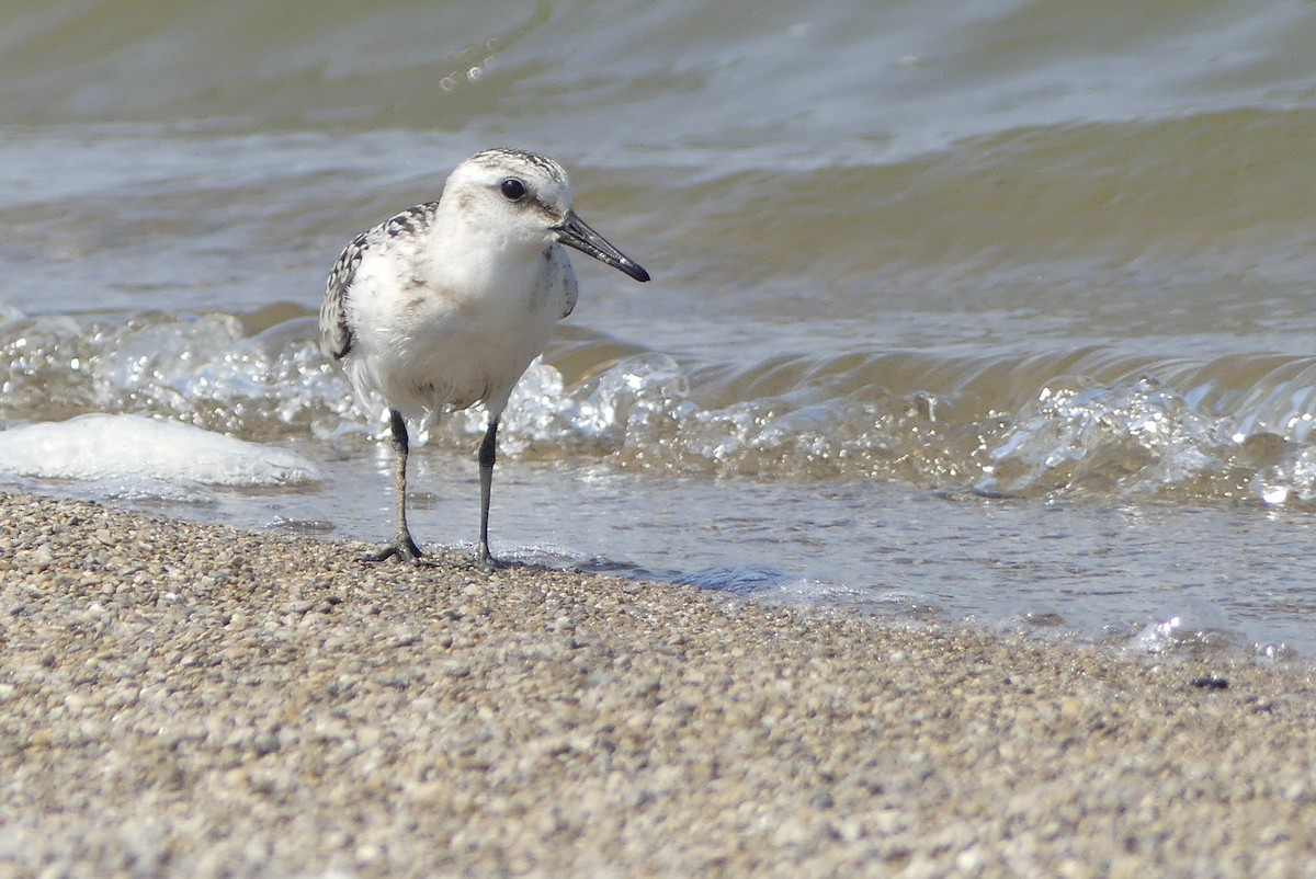 Sanderling - Leslie Sours