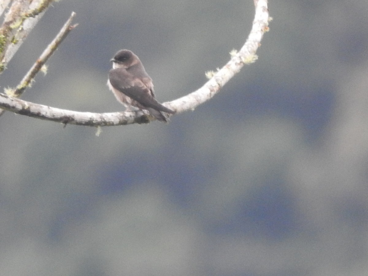 White-thighed Swallow - ML175880261