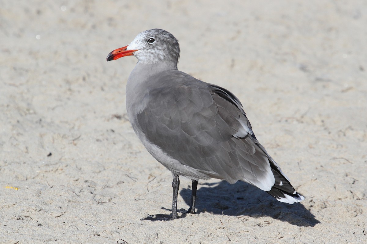 Heermann's Gull - ML175880401