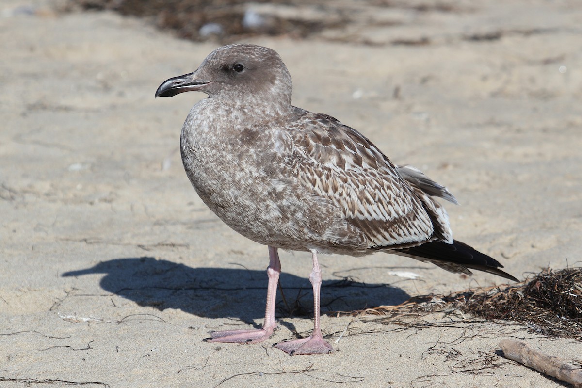 Western Gull - ML175880531