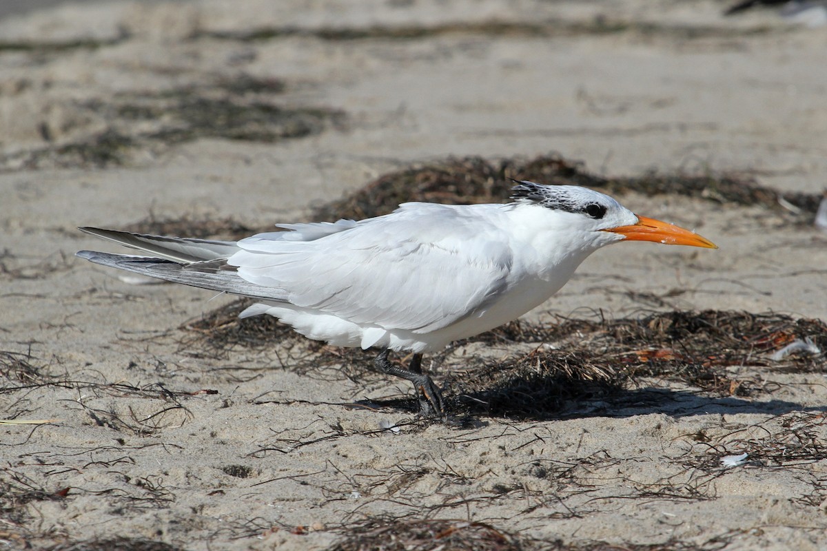 Royal Tern - ML175880631