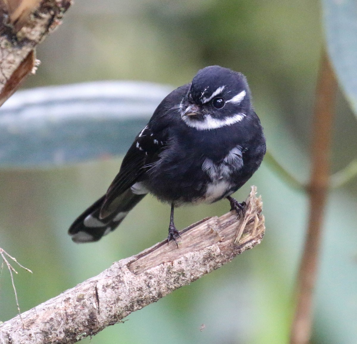 Friendly Fantail - Tom Driscoll