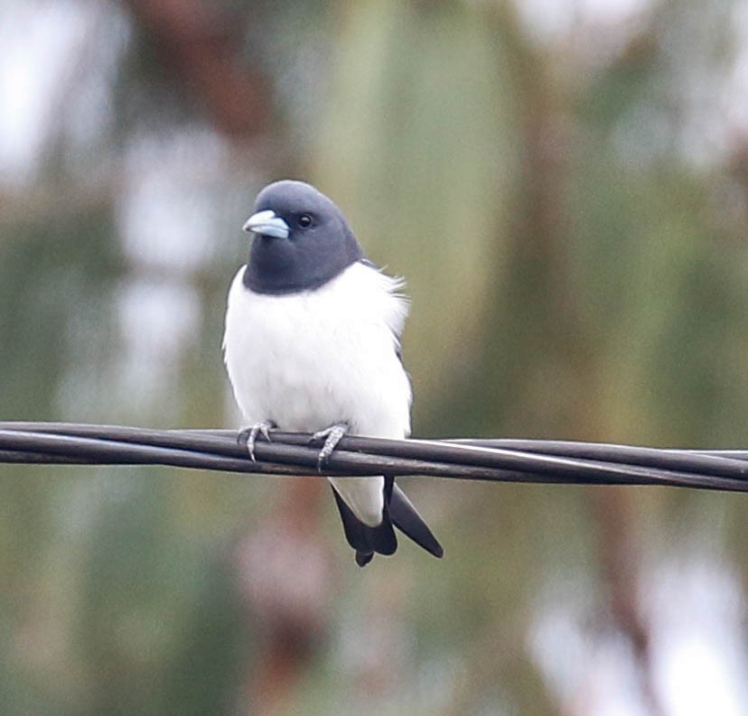 Great Woodswallow - ML175882061