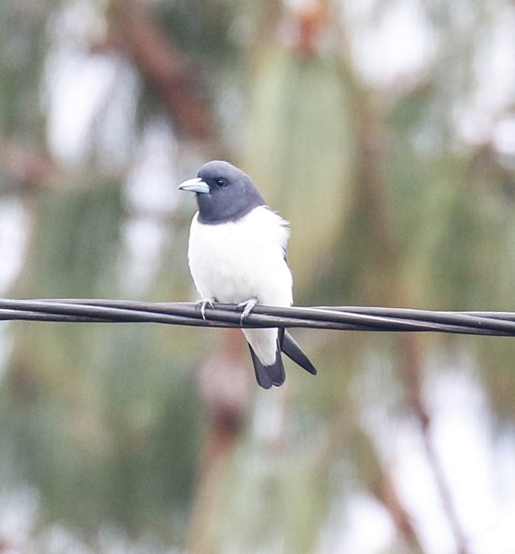 Great Woodswallow - ML175882071