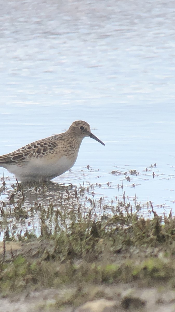 Baird's Sandpiper - ML175883441