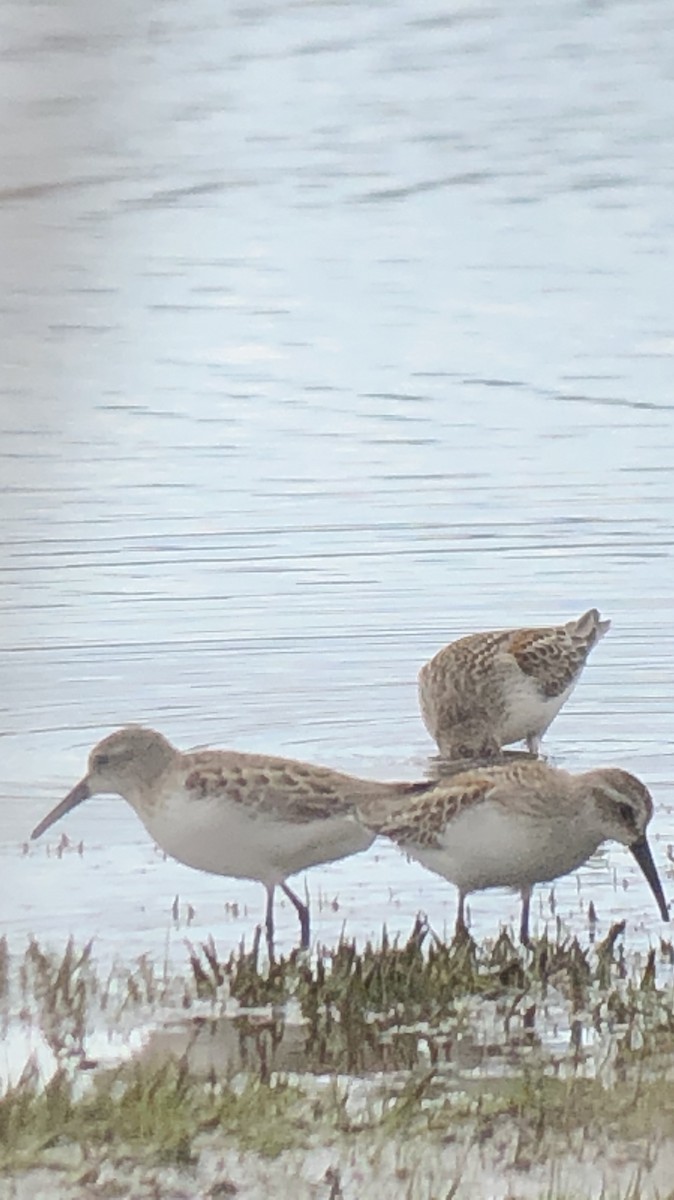 Western Sandpiper - ML175883591