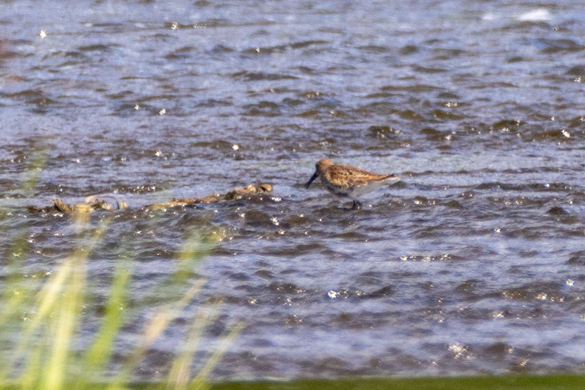 Dunlin - ML175883911